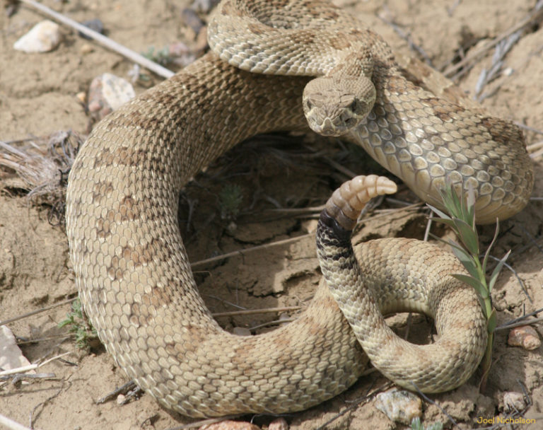 snake escape in grand prairie