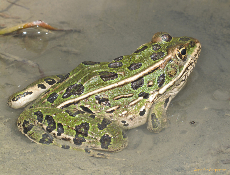 leopard-frog-title