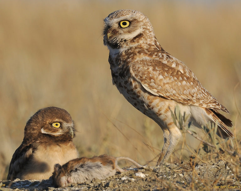 burrowing-owl-multisar