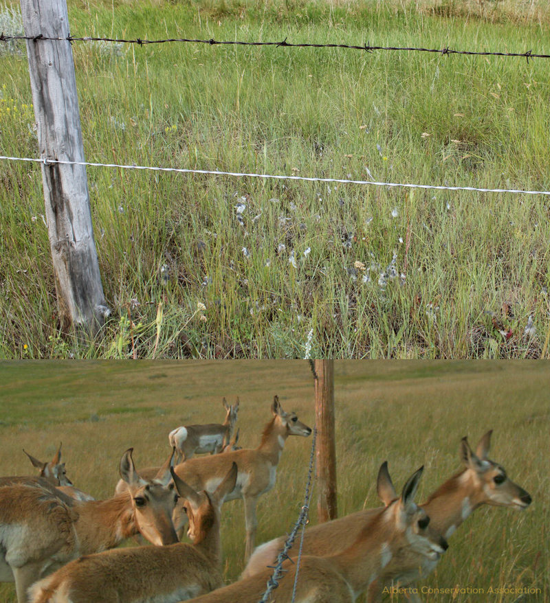 Pronghorn smooth wire