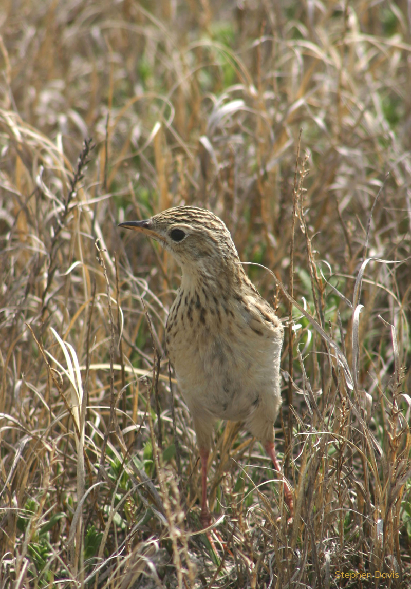 adult pipit