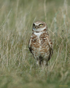 Burrowing-owl-in-tall-grass